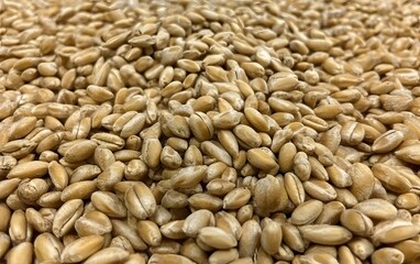 Naklejka premium Close Up of Organic Wheat Grains, Golden Brown Wheat Kernels, Agriculture Harvest Texture