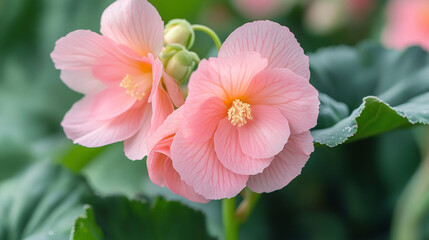 A close-up view of delicate pink flowers blooming amidst lush green foliage in a serene garden setting