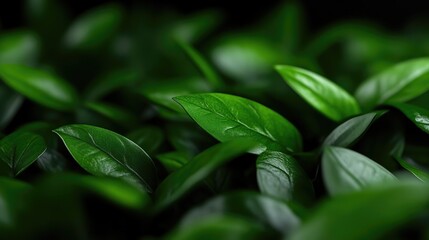 Lush green foliage close-up.  Densely packed leaves in vibrant shades of green.  Focus on the textures and shapes of the leaves