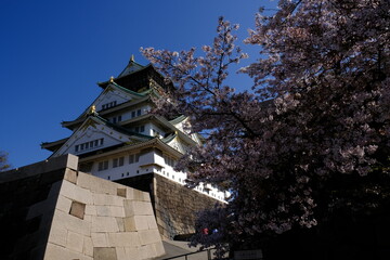 日本、大阪、大阪城、桜、花、春