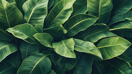 Lush Green Tropical Leaves Background
