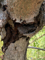 a closeup of a tree trunk with its small holes