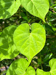 green ivy leaf background with copy space for text, natural background