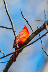 Northern cardinal on tree  branch