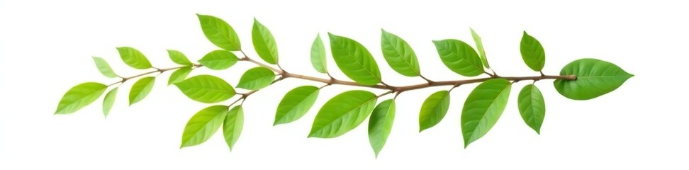 Single isolated branch with green leaves on white background, Botany, Nature, Organic