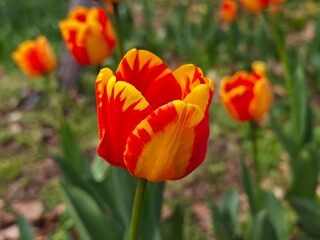 red and yellow tulips blossoms on the ground in the garden