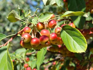 David Crabapple tree fruits in autumn, Colorado