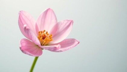 Fototapeta premium Delicate flower with soft petals on a white background, bloom, spring