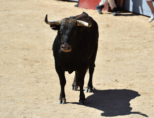 spanish bull in the bullring arena