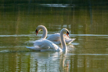 Two swans passing