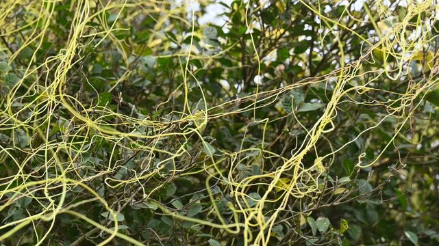 Cuscuta or Dodder plant. It is a genus species of yellow, orange,or red &nbsp;parasitic plants. Its can be identified by its thin stems appearing leafless,with the&nbsp;leaves&nbsp;reduced to minute scales. Amarbel.