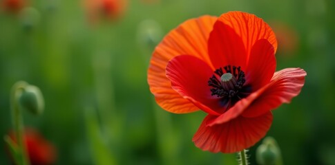 Fototapeta premium Close-up of a red poppy flower in full bloom with green leaves, macro, botany