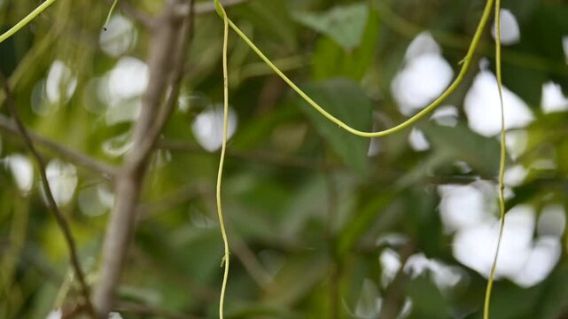 Cuscuta or Dodder plant. It is a genus species of yellow, orange,or red &nbsp;parasitic plants. Its can be identified by its thin stems appearing leafless,with the&nbsp;leaves&nbsp;reduced to minute scales. Amarbel.