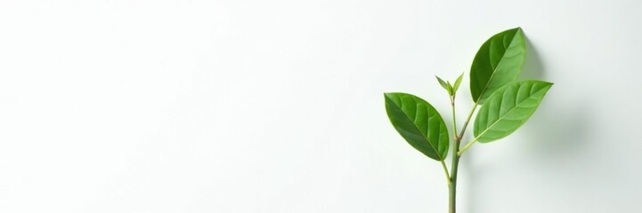 Fototapeta premium Freshly cut stem of tall plant against pure white surface, shoot, fresh