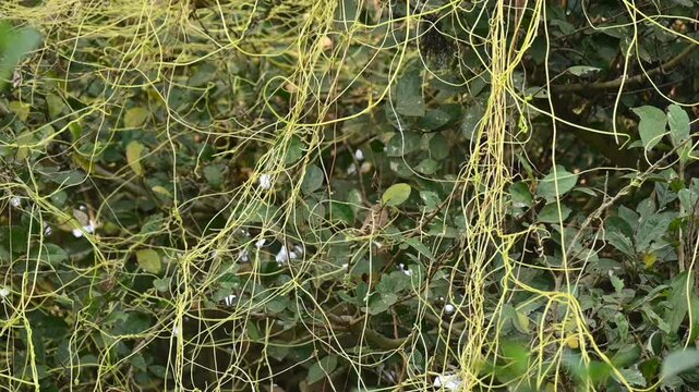 Cuscuta or Dodder plant. It is a genus species of yellow, orange,or red &nbsp;parasitic plants. Its can be identified by its thin stems appearing leafless,with the&nbsp;leaves&nbsp;reduced to minute scales. Amarbel.