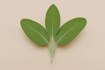 Three vibrant green leaves arranged symmetrically on a light beige background.  A minimalist, botanical composition