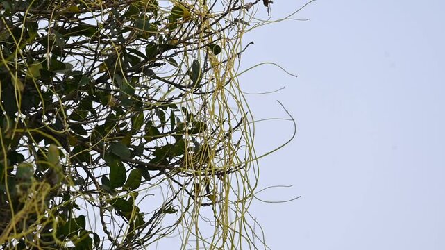 Cuscuta or Dodder plant. It is a genus species of yellow, orange,or red &nbsp;parasitic plants. Its can be identified by its thin stems appearing leafless,with the&nbsp;leaves&nbsp;reduced to minute scales. Amarbel.