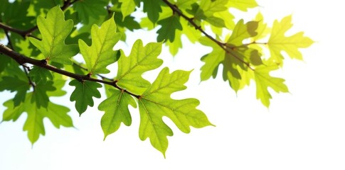 Obraz premium Oak tree branches with leaves isolated on white background, oak, branches, foliage