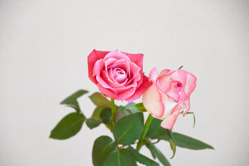 ピンクのばら
