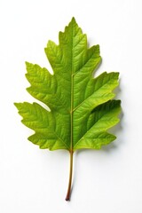 Fototapeta premium solitary oak leaf on a plain white background, tree leaves, botanicals