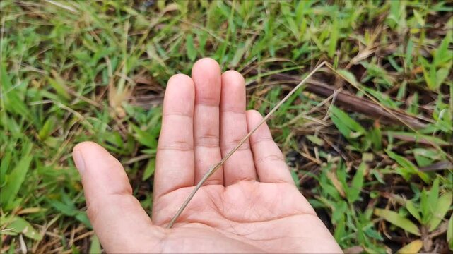 a dragonfly perched on the grass