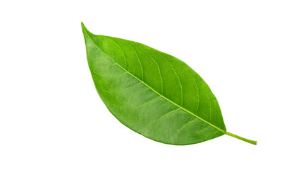 Obraz premium Vibrant Green Leaf