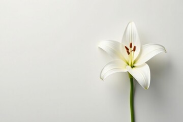 Obraz premium Single white lily flower on a plain background, soft, isolation