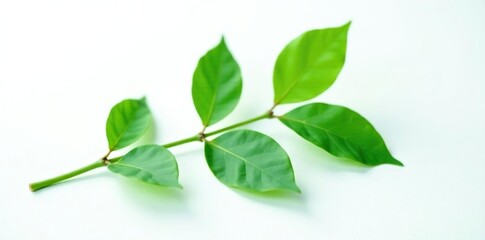 Single branch with leaves isolated on white surface, green, simple, plant