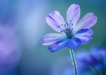 Fototapeta premium Close-up of a delicate purple flower in soft focus.