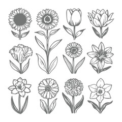Collection of Vintage Floral Illustrations Sunflowers Tulips Lilies and More