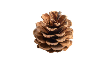 Dried Pine Cone Close-up