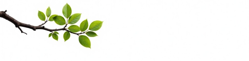White background with a single isolated branch, white, isolation, tree