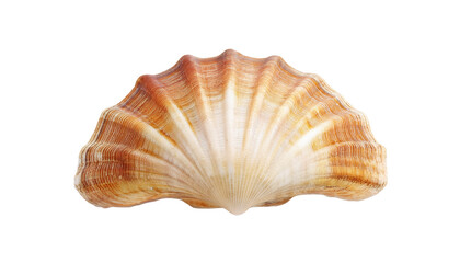 Seashell Close-up