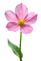 Naklejka premium Delicate pink flower isolated on white background, spring,