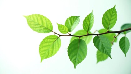 Branch and leaves isolated against white background with subtle shadow, botanical, light, green