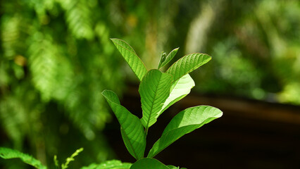 Guava leaves have health benefits that can treat diarrhea.