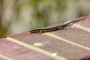 The (American) five-lined skink (Plestiodon fasciatus) is a species of lizard in the family Scincidae. The species is endemic to North America. It is one of the most common lizards in the eastern U.S.