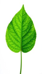 Delicate green leaf isolated on white background, plant, green leaf, bloom
