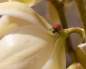 Close up of a ladybug exploring the creamy white petals of a yucca flower while looking for aphids on a summer day in the desert of Southern Utah USA. 