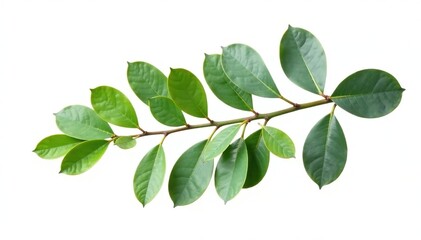 Fototapeta premium A single branch of eucalyptus tree with green leaves and silver bark isolated on white background, coniferous, leaf