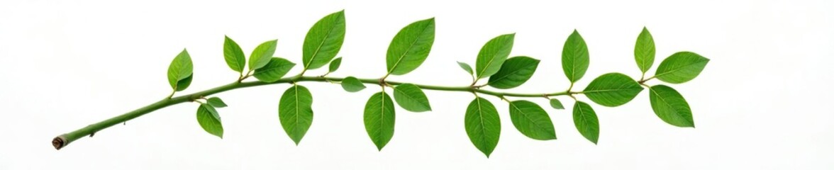 A single branch with intricate details isolated on a white background, closeup, minimalist, greenery