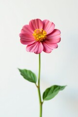A solitary flower in sharp focus against a plain white backdrop, solo, clear, simple