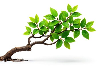 Obraz premium White background with an isolated branch and roots, trunk, greenery