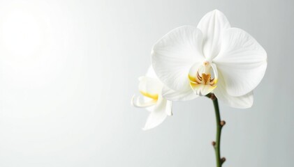 Fototapeta premium Delicate white orchid blossom against pure white backdrop, white, fragile, delicate