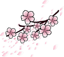 Fototapeta premium pink cherry blossom