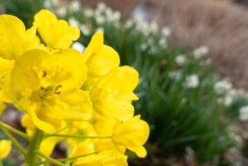 春の訪れを告げる黄色い菜の花