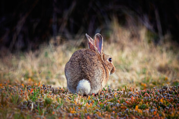Rabbit Butt