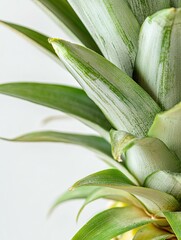 Obraz premium Fresh Pineapple Close-up for Studio Shot.