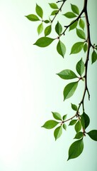 Dark green branches on white background isolated, wood, branches