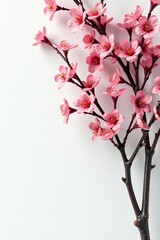 Overlapping branches against a clean white wall, clustered, white, isolated